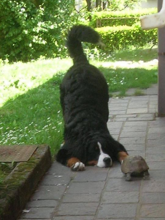 picture of a dog and a turtle being silly